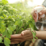 Natural Pesticides For An Organic Garden