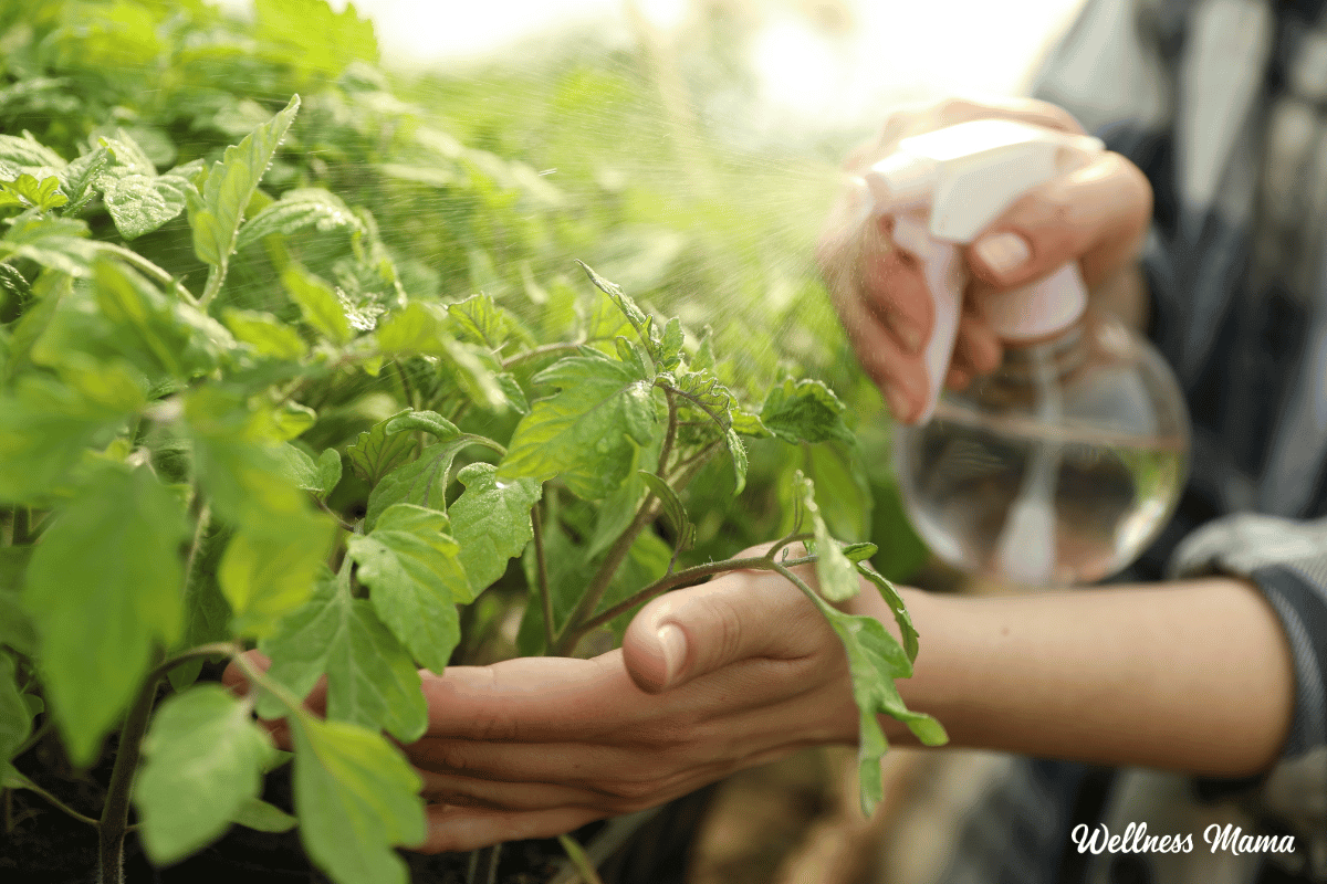 Natural Pesticides For An Organic Garden